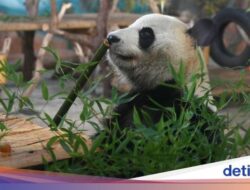 AS Sambut 2 Panda Terbaru, Ibu Bangsa Juga Ikut Senang