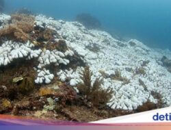 Kabar Buruk, Kerusakan Terumbu Karang Ke Pangandaran Makin Parah