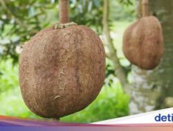 Fakta Durian Gundul hingga Mie Kangkung Hingga Blok M yang Viral