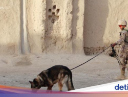 Israel Akui Telantarkan Pria Down Syndrome yang Tewas Diserang Anjing Militer