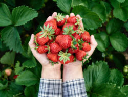 Indonesia Bakal Kedatangan Produk Impor Buah Strawberry dan Peach Bersama Korsel