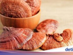 Jaga Keadaan Jantung Bersama Konsumsi Sido Muncul Natural Lingzhi