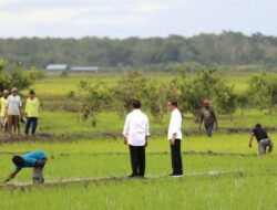 Jokowi dan Iriana Tinjau Simulasi Drone Tabur Pupuk Di Papua Selatan