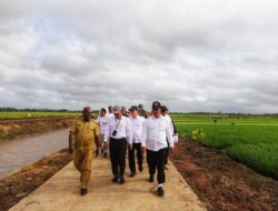 Kementan Kembangkan Varietas Padi Cakrabuana Di Merauke, Adaftif Pada Krisis Lingkungan