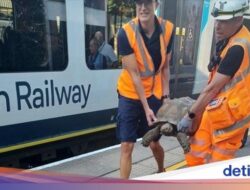 Kereta Hingga London Sempat Tertahan Dari… Kura-kura