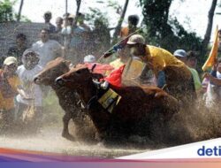 Lomba Karapan Sapi Brujul Upaya Lestarikan Kearifan Lokal dan Kekayaan Budaya Dunia