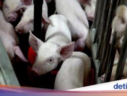 Babi-Babi yang Dikembangbiakkan Sebagai Keperluan Transplantasi Organ Manusia