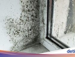 Hiii… Ternyata Ini Area Paling Jorok dan Penuh Jamur Di Dapur