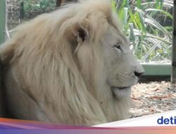 Hampir Tak Berjarak Bersama Singa Putih Di Ancol