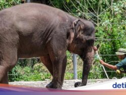 Lho Ada Apa, 2 Gajah Mati Berdekatan Di Solo Safari