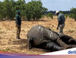 Pemusnahan 200 Gajah Pertama Di Hampir Empat Dekade Di Zimbabwe