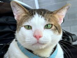 5 Ri yang Punya Hewan Peliharaan Menggemaskan, Prabowo Bawa Kucing Kesayangan Hingga Istana