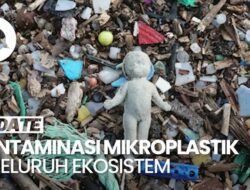 Video Peneliti BRIN: Seluruh Ekosistem Terkontaminasi Mikroplastik