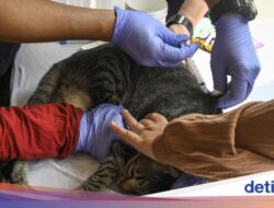 Jemput Bola Imunisasi Rabies Sebagai Hewan Peliharaan Warga Tangerang