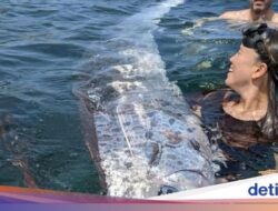 ‘Ikan Kiamat’ Muncul Ke Sini Tiga Kali, Pertanda Apa?