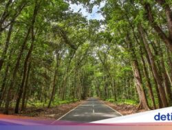 Misteri Alas Purwo, Hutan Tertua Hingga Pulau Jawa