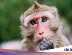 43 Ekor Kera Kabur Di Fasilitas Eksperimen, Penjaga Lupa Tutup Markas