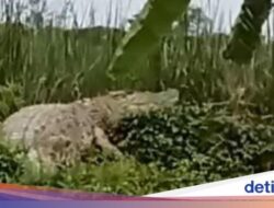 Mitos Buaya Siluman Di Sungai Kedungpeluk