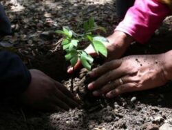 Penghijauan dan Peningkatan Sarana Pembelajaran Dari Sebab Itu Prioritas Meningkatkan Dampak Sosial Lingkungan