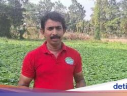 Hebat! Mantan Akuntan Sukses Dari Sebab Itu Petani dan Penjualan Barang Hingga Luar Negeri Sayuran Hingga Dubai