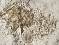 Bekas Muntahan Dinosaurus Ditemukan Ke Denmark