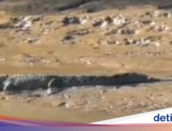 Serangan Buaya Ke Indonesia Tertinggi Dunia, Kerusakan Habitat Penyebab Utama