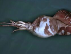 Alien Untuk Kedalaman Samudra yang Masih Misterius