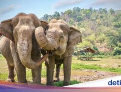 Kereta Penumpang Tergelincir Setelahnya Menabrak Keluarga Gajah