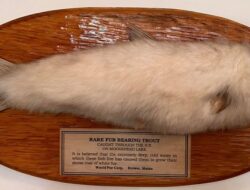 Ikan Berbulu Tertangkap Nelayan Setelahnya Puluhan Tahun Dinyatakan Punah