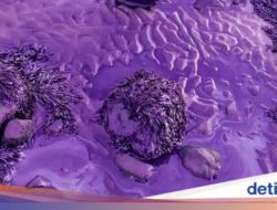 Pantai Hingga Inggris Berubah Karena Itu Ungu, Ada Apa Ya?