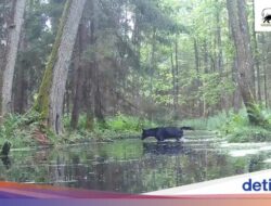 Serigala Hitam Langka Tertangkap Perekamgambar