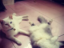 Skotlandia Minta Jadikan Kucing Hewan yang Dilindungi
