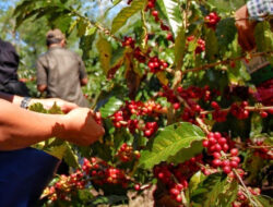 Sistem Talun Khas Indonesia Ditampilkan Hingga Amesterdam lewat Minuman