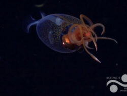 Cumi-cumi Raksasa Dipertontonkan Hidup-hidup Bagi Pertama Kalinya