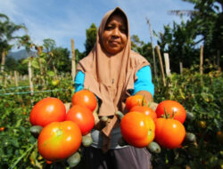 Lawan Cuaca Tak Menentu Di Tomat, 5 Khasiat Alaminya Untuk Tingkatkan Imunitas Tubuh
