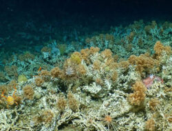 Terumbu Karang Purba Berusia 800 Tahun Ditemukan Ke Laut Merah