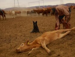 Ada Wabah Screwworm, Peternak Di Chihuahua Perketat Pengawasan Sapi