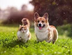 Anjing dan Kucing Berevolusi hingga Terlihat Mirip Lantaran Alasan Aneh Ini