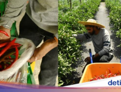 Dari Sebab Itu Petani Cabai, Mantan Insinyur Raup Rp 193 Juta Tiap Musim Tanam