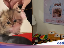 Pria Ini Adakan Aqiqah Sebagai Kucingnya pakai Sate Kambing