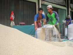 Stok Ketahanan Pangan Dijamin Aman Sampai Akhir Tahun, Beras Catat Catatan 10,23 Juta Ton