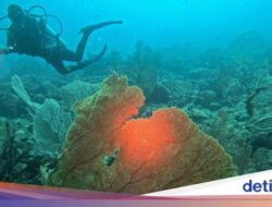 Menyelami Keindahan Laut yang Menakjubkan Ke Aceh