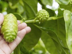 Sederet Penyakit yang Bisa Dicegah Di Rajin Minum Jus Mengkudu, Apa Saja?