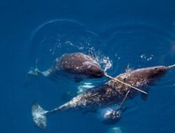 Alasan Menyeramkan Mengapa Tidak Ada Narwhal Ke Akuarium