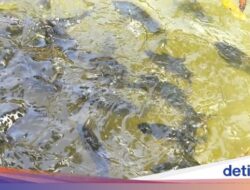 Mitos Hingga Balik Ikan Dewa Bersama Kuningan, Konon Prajurit yang Dikutuk