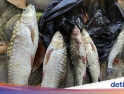Usai Ikan-ikan Mati Mendadak, Kini Giliran Warga Kampung Naga Gatal-gatal
