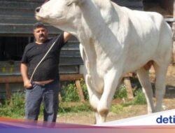 Bukan Sapi Limosin! Ini Chianina Jenis Sapi Terbesar Di Dunia