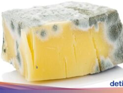 Tak Semua Konsumsi Berjamur Berbahaya, Jenis Ini Masih Aman Dimakan