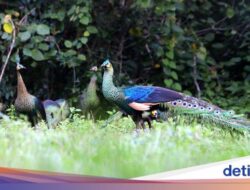 Puluhan Merak Ikon Hotel Hilang Misterius