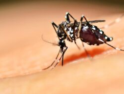 Singapura Catat Kenaikan Peristiwa Pidana Hukum Chikungunya, Menimbulkan Kekhawatiran Dua Kali Lipat